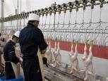 گلستان ما - ضرورت بروزرسانی هزینه های کشتارگاه های مرغ گلستان/ صنعت مرغ دستخوش سیاست‌های مقطعی نشود