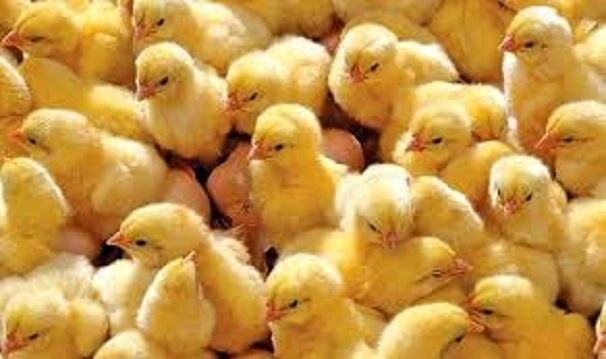 گلستان ما - کشف ۷۰۲ میلیارد ریال تخلف در بازار جوجه یک‌روزه گلستان